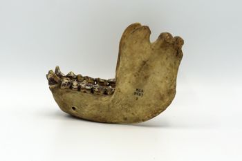 Media type: image; Mammalogy BOM-9587   Description: Gorilla jaw left lateral view;